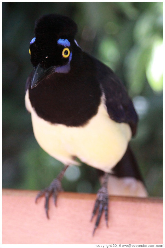 Plush Crested Jay.