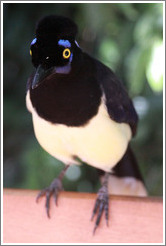 Plush Crested Jay.