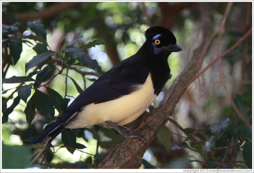 Plush Crested Jay.