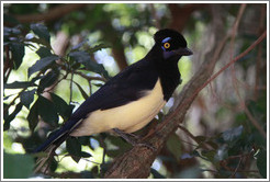 Plush Crested Jay.