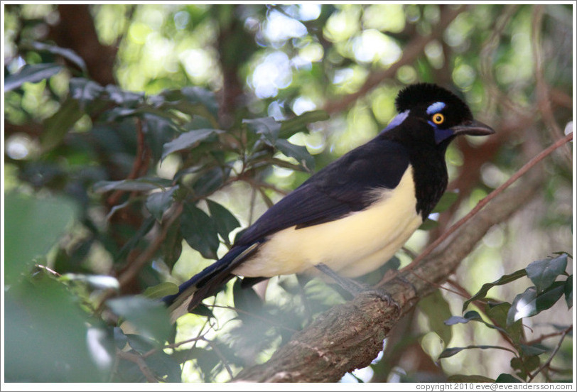 Plush Crested Jay.