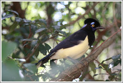 Plush Crested Jay.