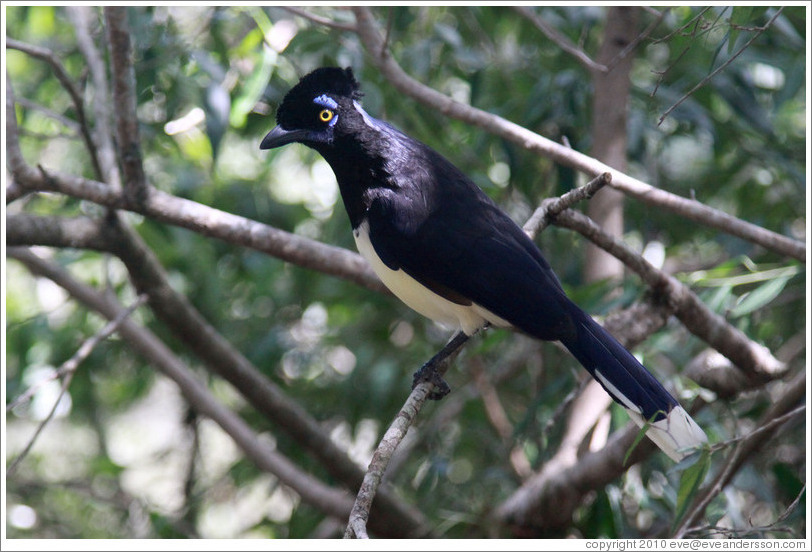 Plush Crested Jay.