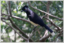 Plush Crested Jay.