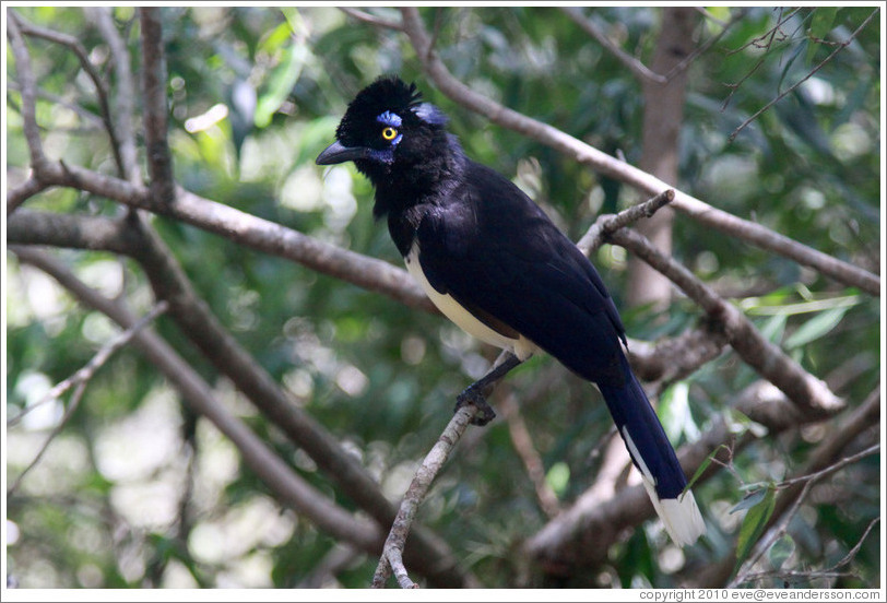 Plush Crested Jay.