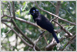 Plush Crested Jay.