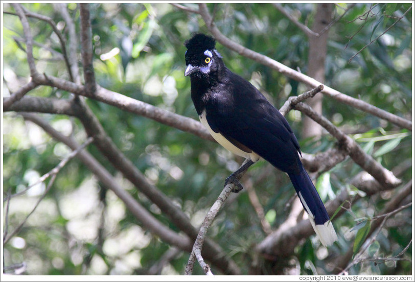 Plush Crested Jay.