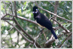 Plush Crested Jay.