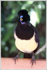 Plush Crested Jay.