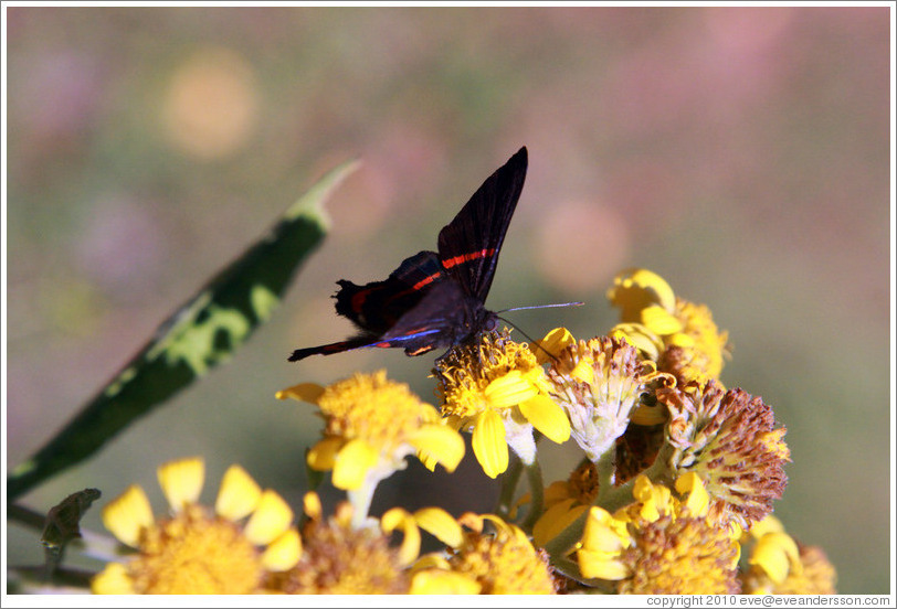 Black, red and blue butterfly on yellow flowers, near the entrance to Sendero Macuco.