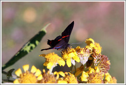 Black, red and blue butterfly on yellow flowers, near the entrance to Sendero Macuco.