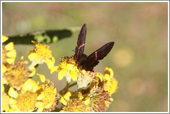 Black and red butterfly on yellow flowers, near the entrance to Sendero Macuco.