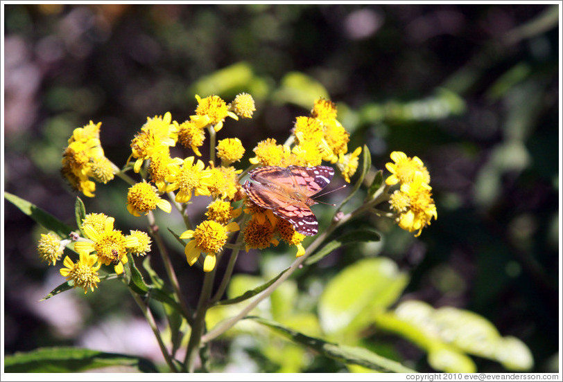 Orange butterfly on yellow flowers, near the entrance to Sendero Macuco.