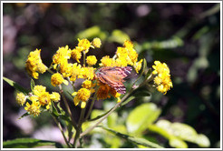 Orange butterfly on yellow flowers, near the entrance to Sendero Macuco.