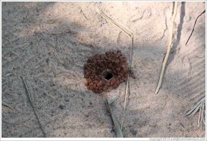 Ant hive, Sendero Macuco.  The ants that live here are tiny and the same browish-orange color as the entrance to the hive.