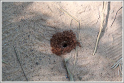 Ant hive, Sendero Macuco.  The ants that live here are tiny and the same browish-orange color as the entrance to the hive.