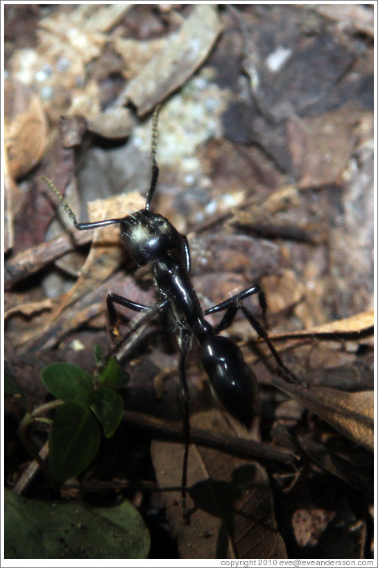 Large ant, Sendero Macuco.