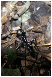 Large ant, Sendero Macuco.