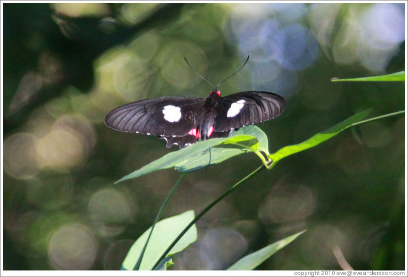 Black, white and magenta butterfly, Sendero Macuco.