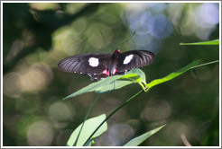 Black, white and magenta butterfly, Sendero Macuco.