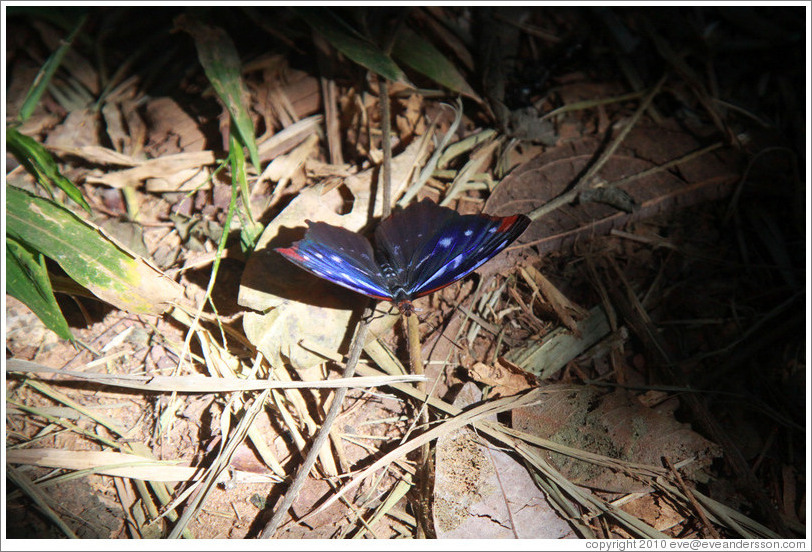 Blue, black, white and red butterfly, Sendero Macuco.