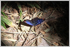 Blue, black, white and red butterfly, Sendero Macuco.