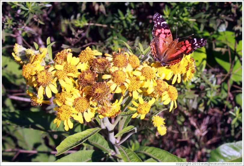 Orange butterfly on yellow flowers, Sendero Macuco.