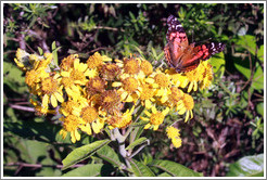 Orange butterfly on yellow flowers, Sendero Macuco.