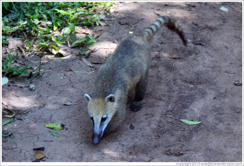 Coati, Sendero Macuco.