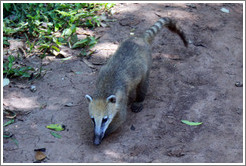 Coati, Sendero Macuco.