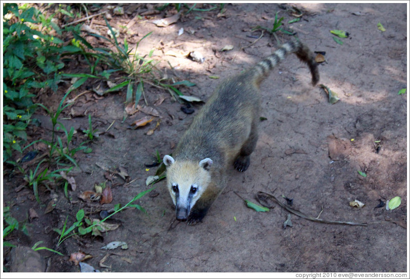 Coati, Sendero Macuco.