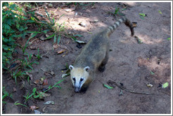 Coati, Sendero Macuco.