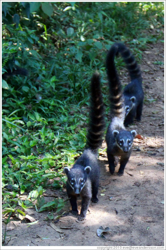 Coati, Sendero Macuco.