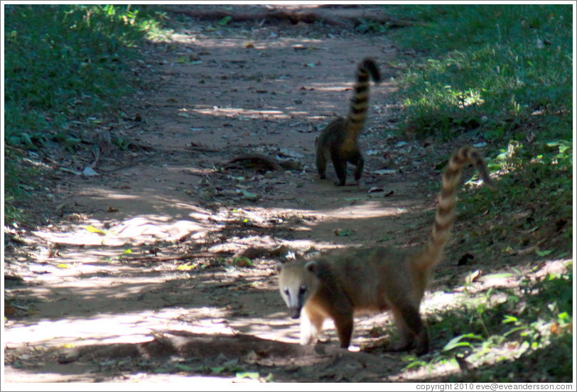 Coati, Sendero Macuco.