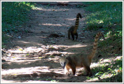 Coati, Sendero Macuco.