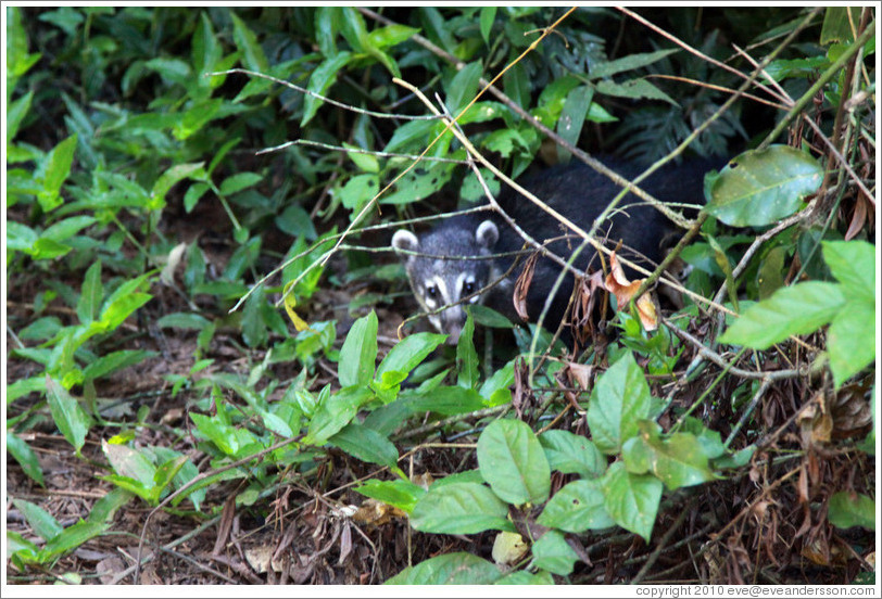 Coati peeking out from behind bushes, Sendero Macuco.