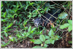 Coati peeking out from behind bushes, Sendero Macuco.