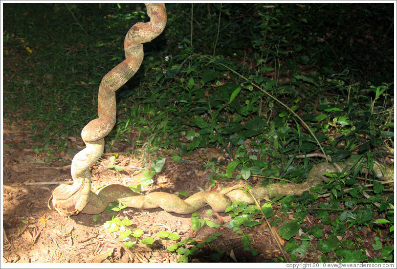 Curled tree, Sendero Macuco.