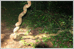 Curled tree, Sendero Macuco.