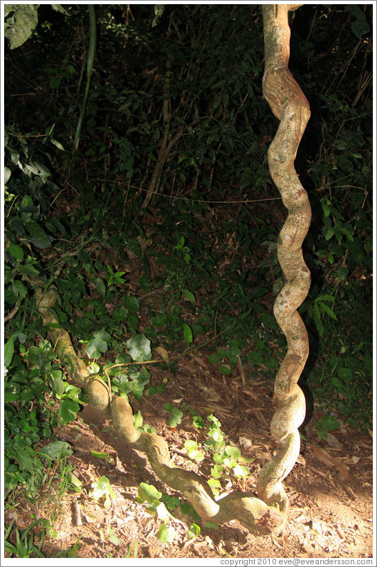 Curled tree, Sendero Macuco.