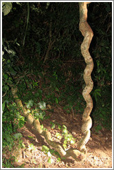 Curled tree, Sendero Macuco.