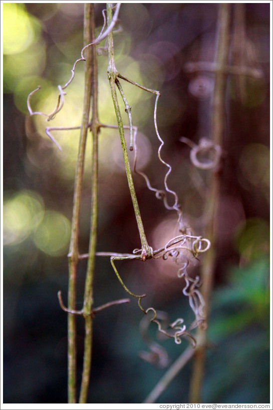 Curled twigs, Sendero Macuco.