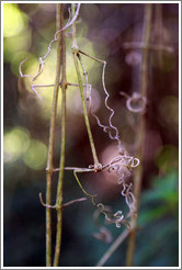 Curled twigs, Sendero Macuco.