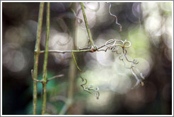 Curled twigs, Sendero Macuco.