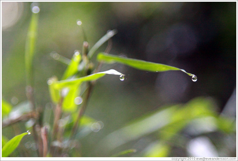 Water droplets on leaves, Sendero Macuco.