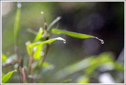 Water droplets on leaves, Sendero Macuco.