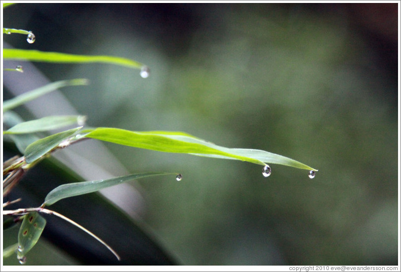 Water droplets on leaves, Sendero Macuco.
