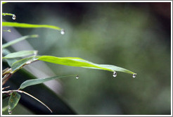 Water droplets on leaves, Sendero Macuco.