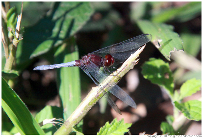 Red dragonfly, Sendero Macuco.