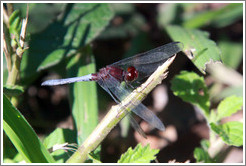 Red dragonfly, Sendero Macuco.